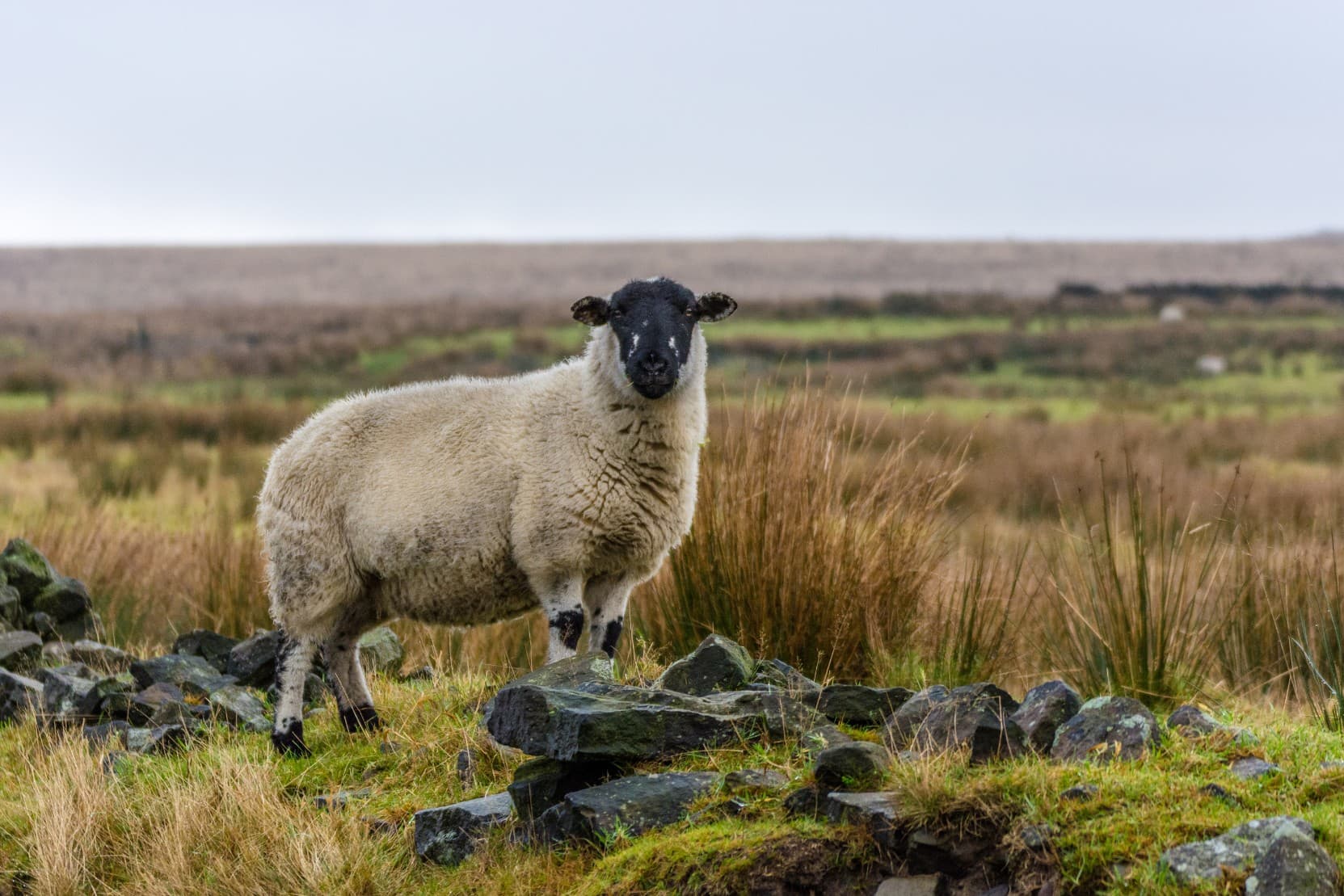 Moorland Trails, Worsthorne